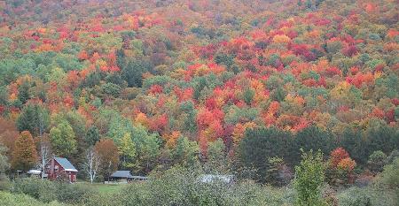 Trees and house (again)