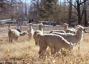 P1090799.jpg

1,802.82 KB 
2952 x 2131 
22/07/2019
